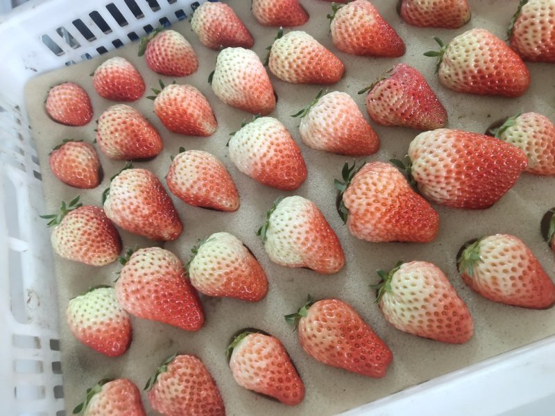 丹东九九草莓红颜草莓，车间分拣，粉白定果〔基地直供〕