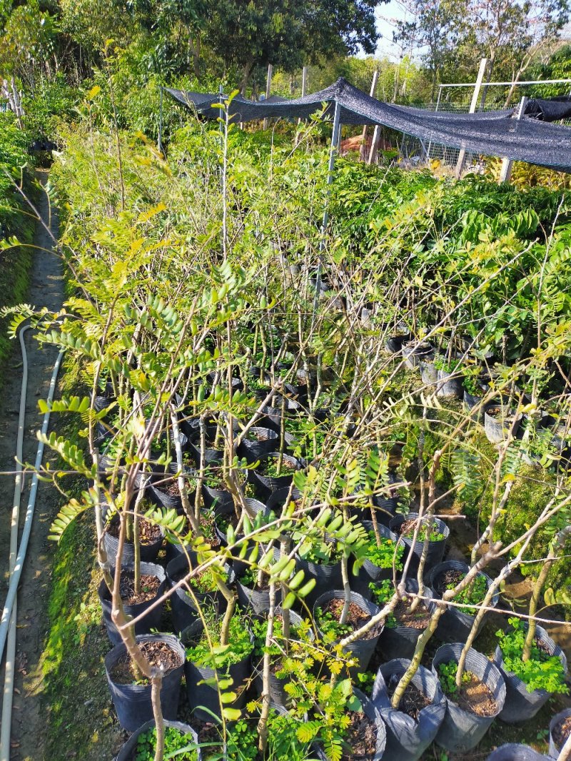 余甘苗，小中大杯，货雅雅