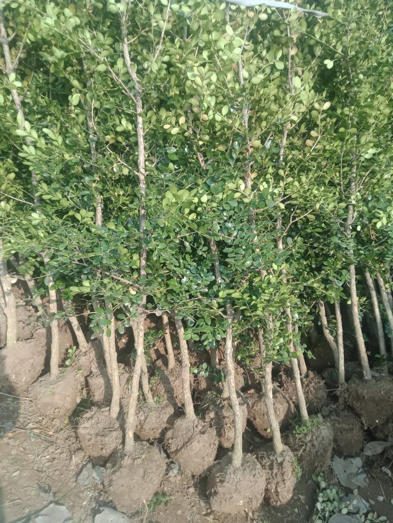独杆黄杨树1一3公分黄杨树小叶黄杨树