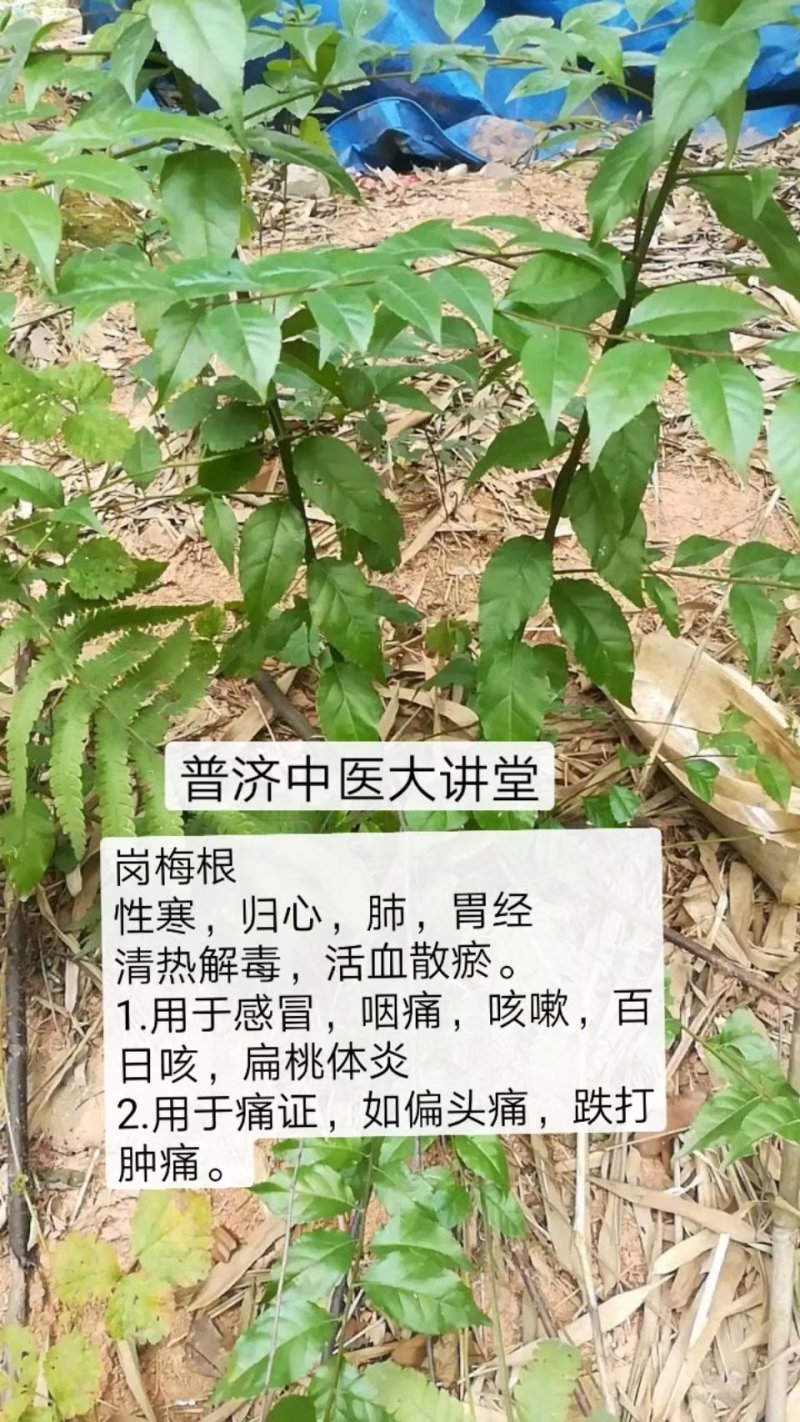 岗梅根称星树苗现预定2021年岗梅苗大量供应