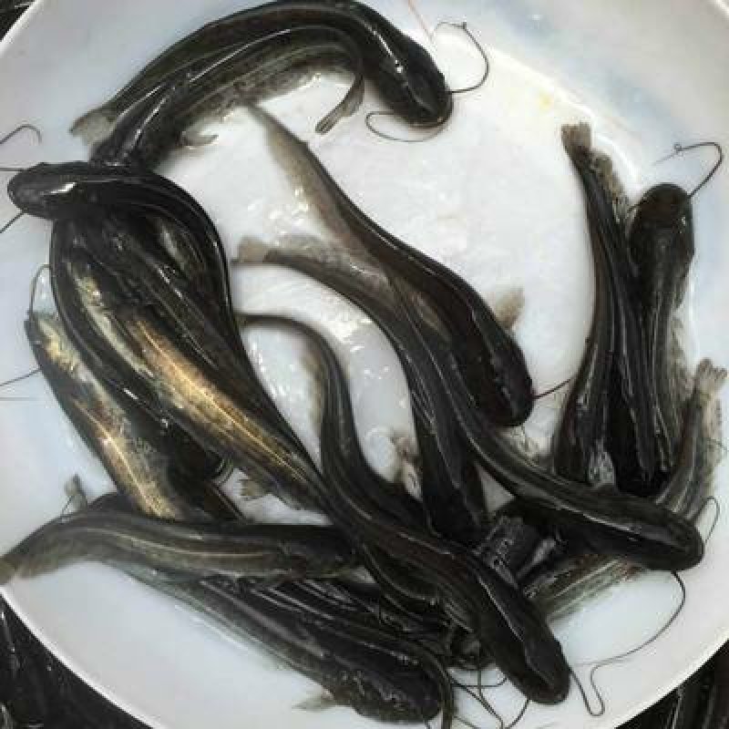 万合水产养殖有限公司出售优良品种规格齐全大口鲶鱼苗