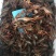 盱眙小龙虾567纯青虾，优质的水资源
