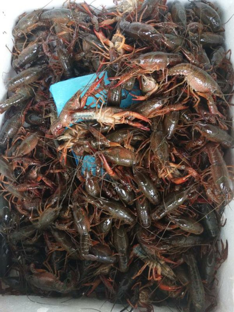 盱眙小龙虾567纯青虾，优质的水资源