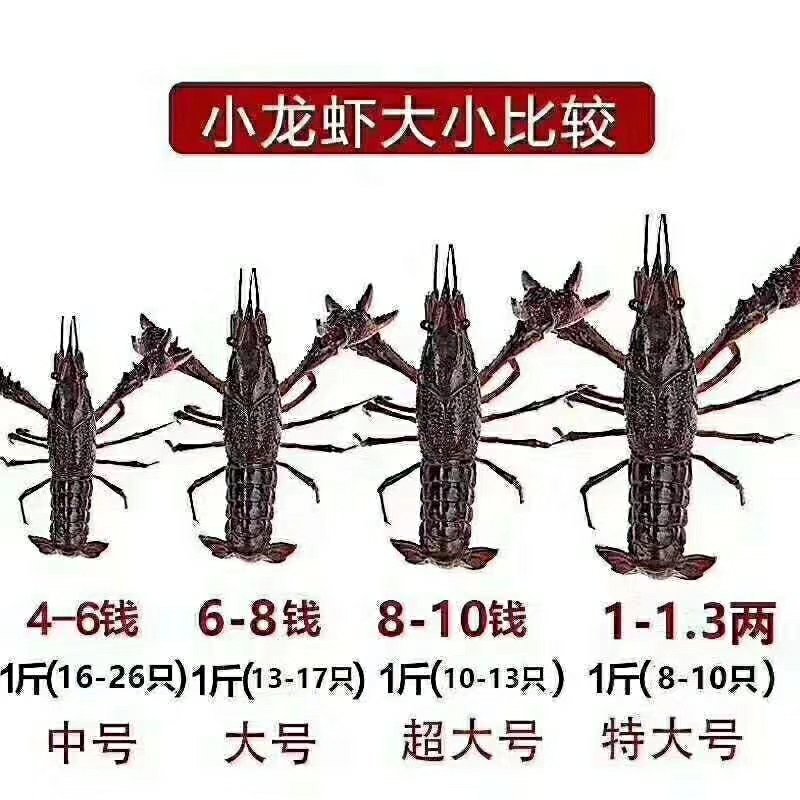 盱眙小龙虾567纯青虾，优质的水资源