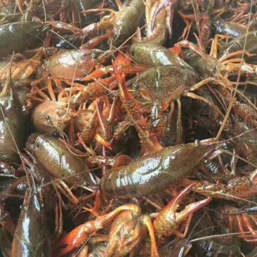 盱眙小龙虾567纯青虾，优质的水资源