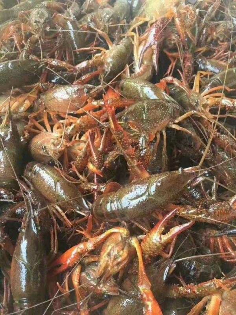 盱眙小龙虾567纯青虾，优质的水资源