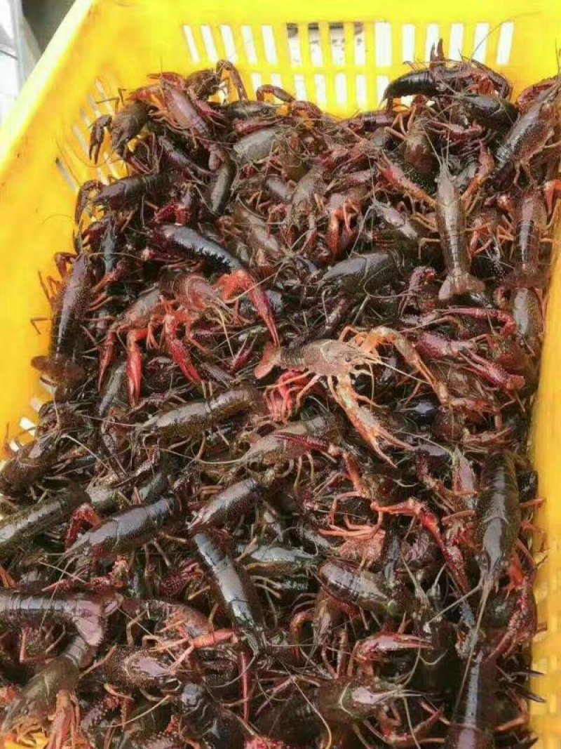 盱眙小龙虾567纯青虾，优质的水资源