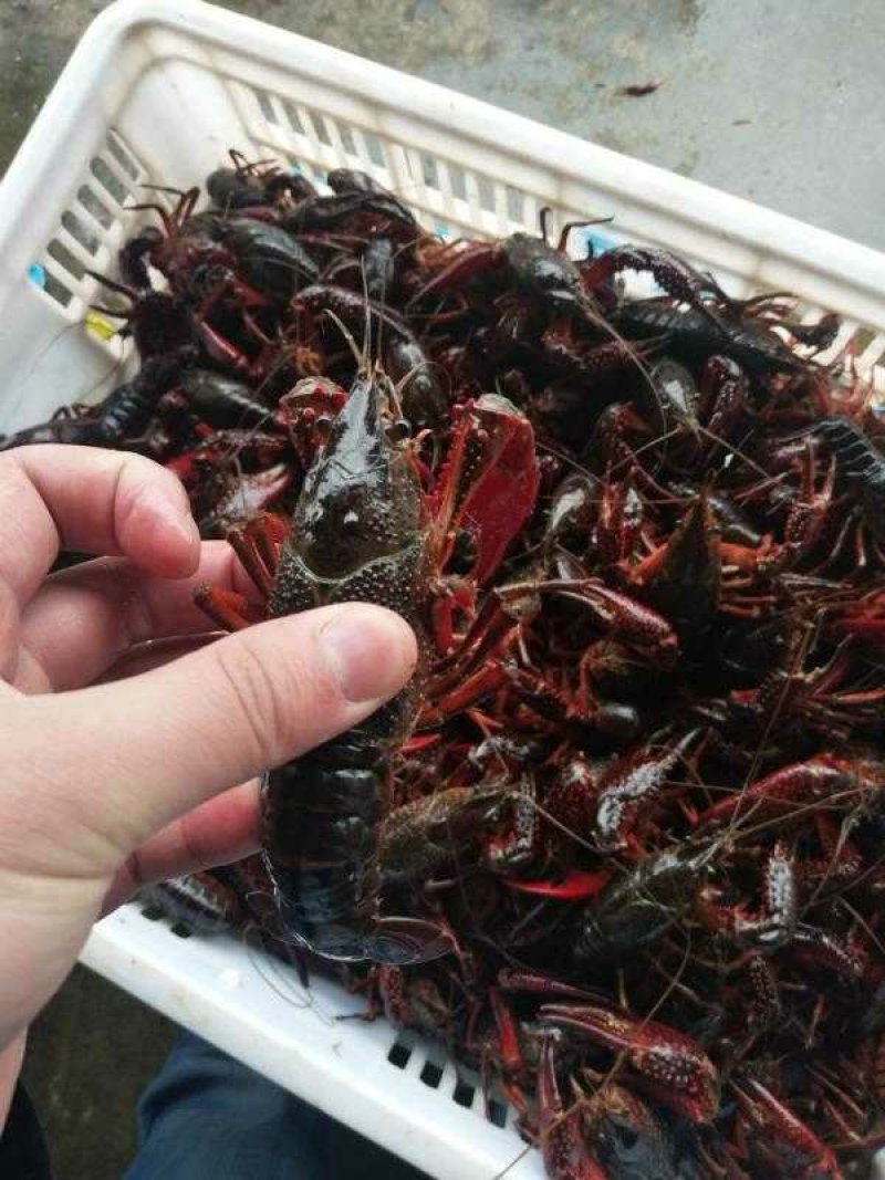 盱眙小龙虾789纯青虾优质的水资源