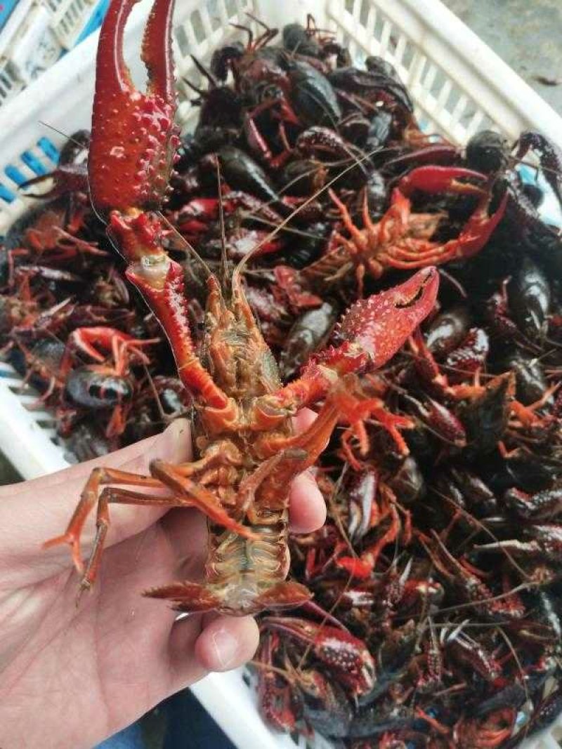 盱眙小龙虾789纯青虾优质的水资源