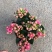 长寿花重瓣各种颜色。宫灯长寿花红色