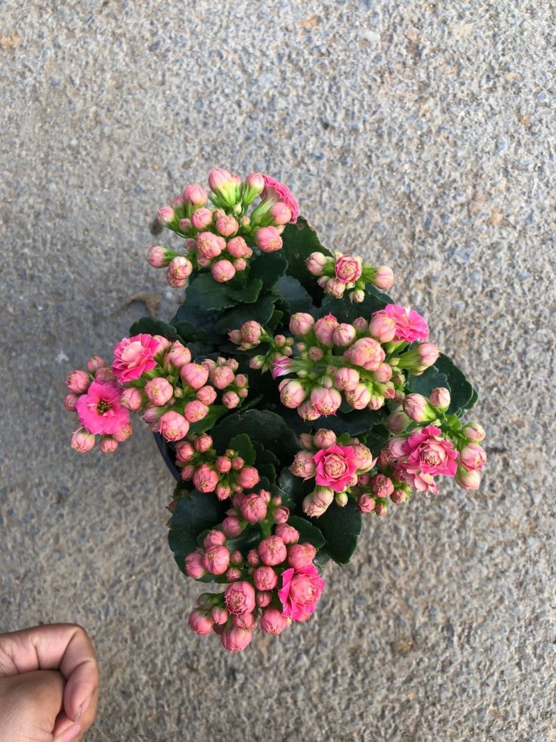 长寿花重瓣各种颜色。宫灯长寿花红色