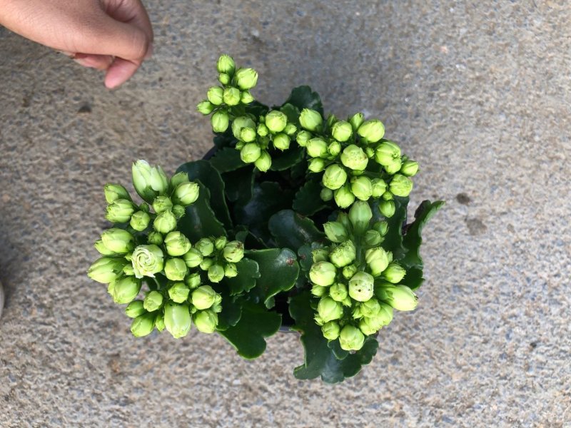 长寿花重瓣各种颜色。宫灯长寿花红色