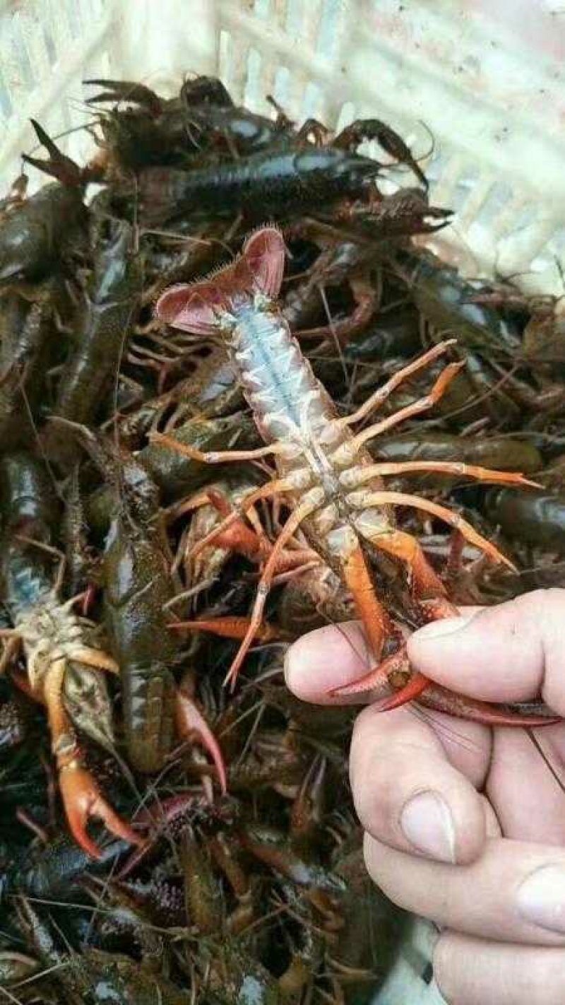 盱眙小龙虾345清水虾，优质的水资源，品质虾