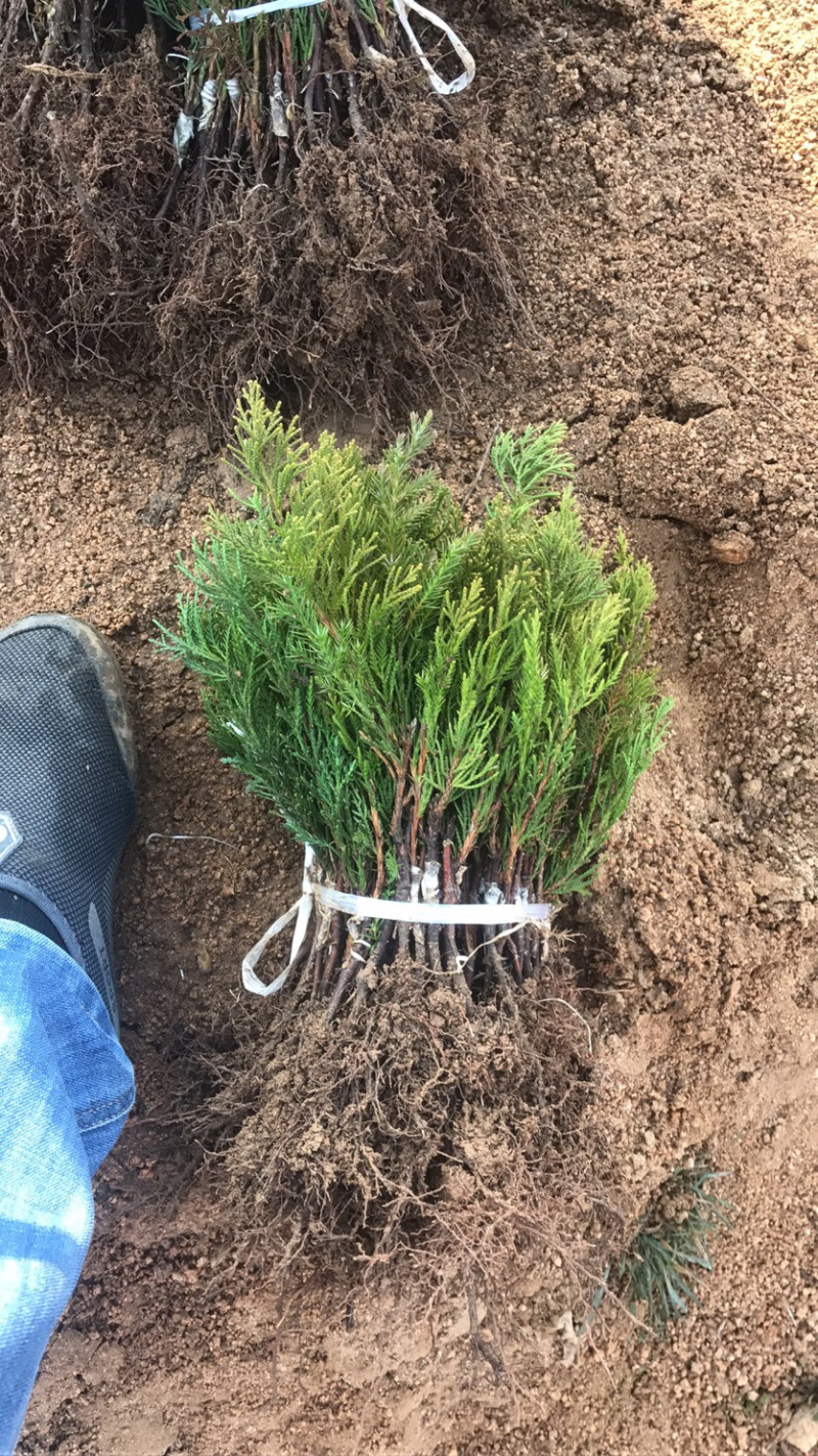 自产自销特价小龙柏床苗嫁接苗母本粗壮根系发达