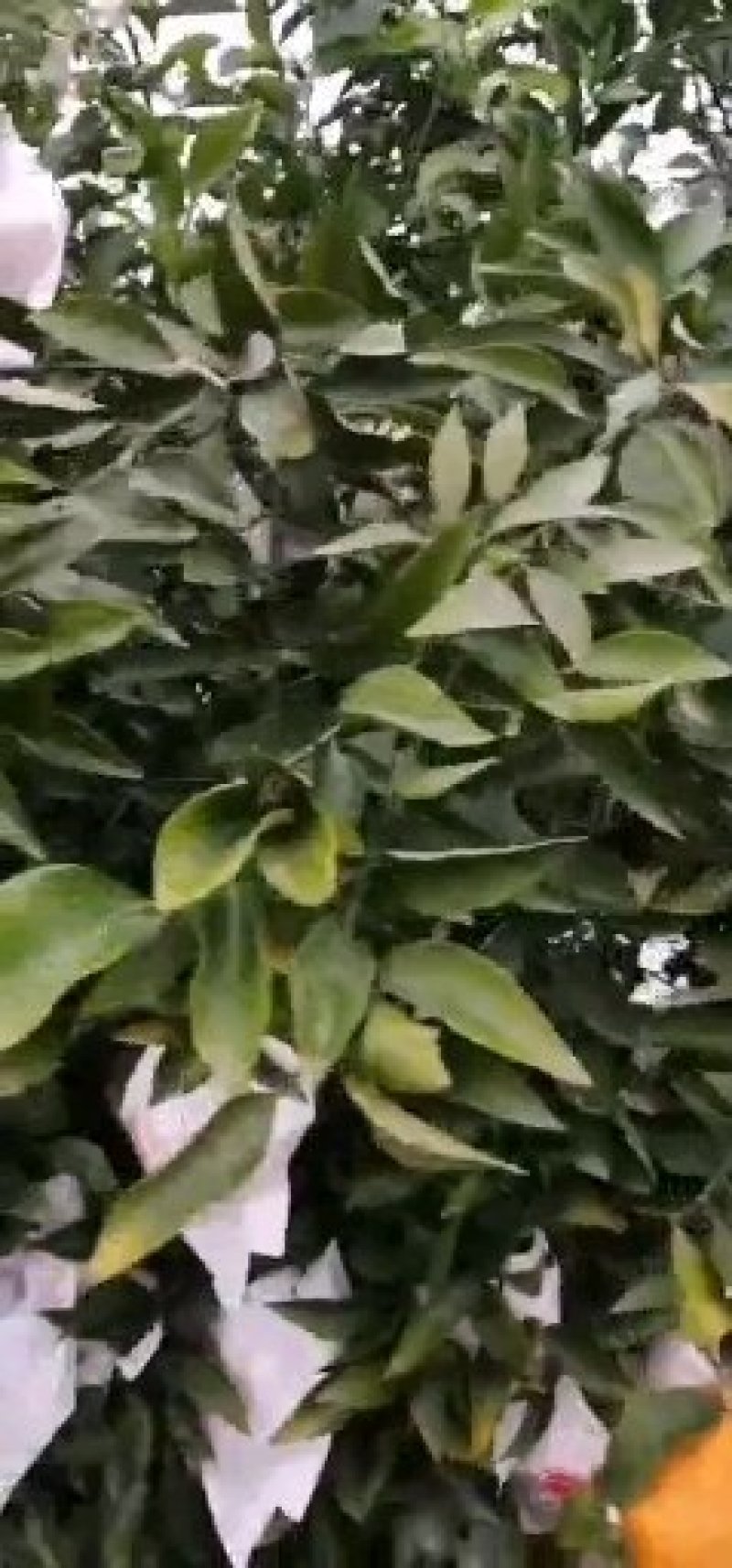 不知火丑橘不知火柑橘