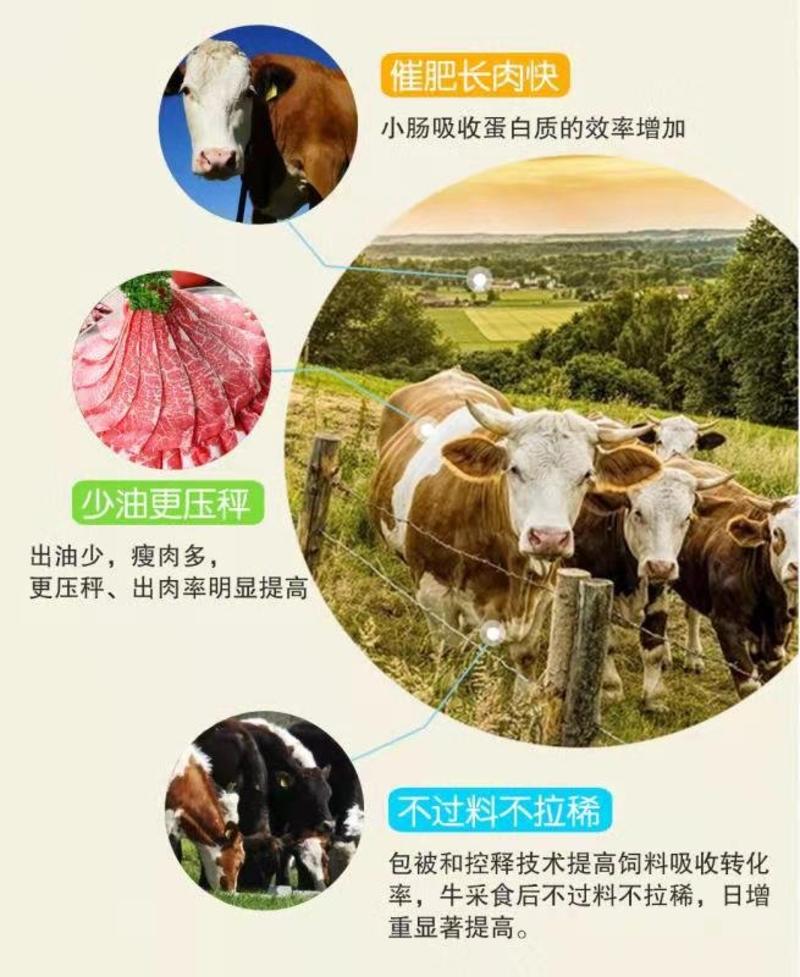 【热门】牛饲料肉牛浓缩增肥促生长饲料犊牛育肥牛全阶段