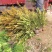 常年批发供应金叶女贞价格优惠苗圃大量出售