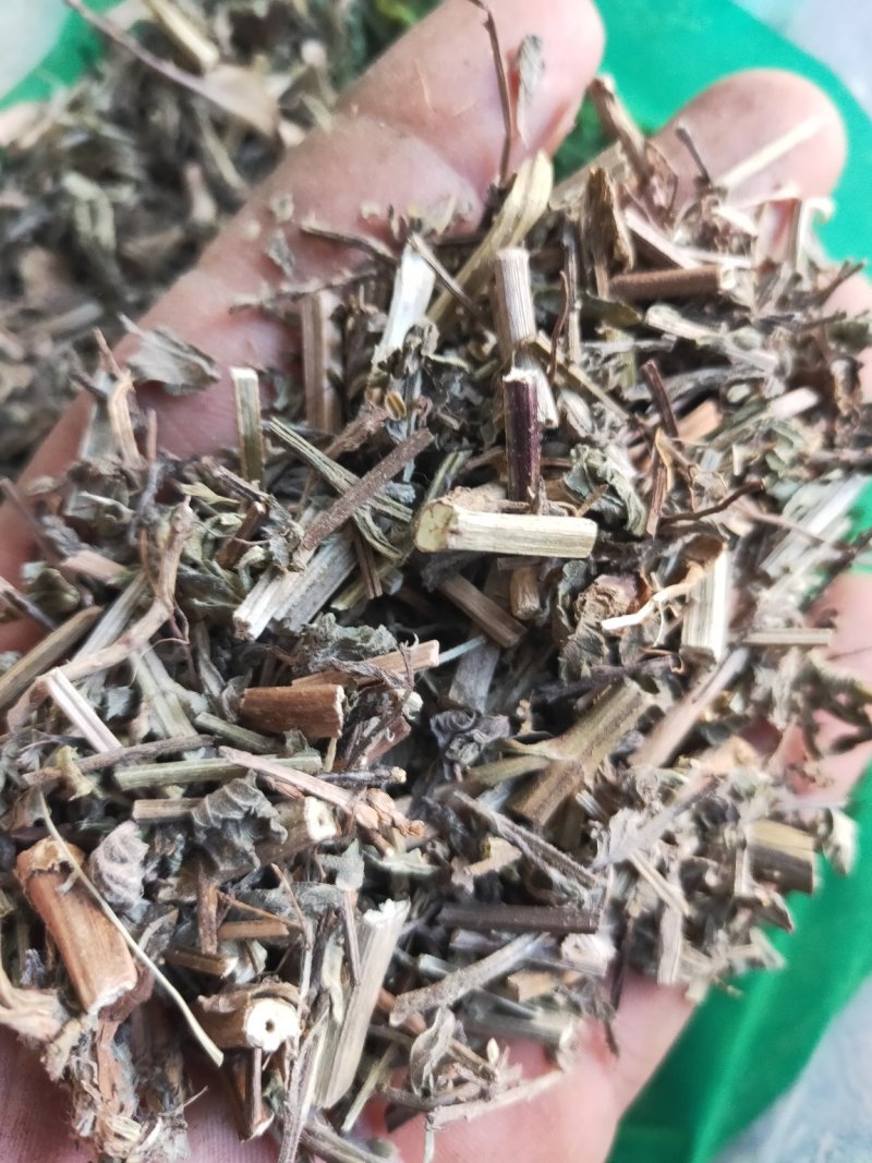 马鞭草铁马鞭产地量大货好实在难找