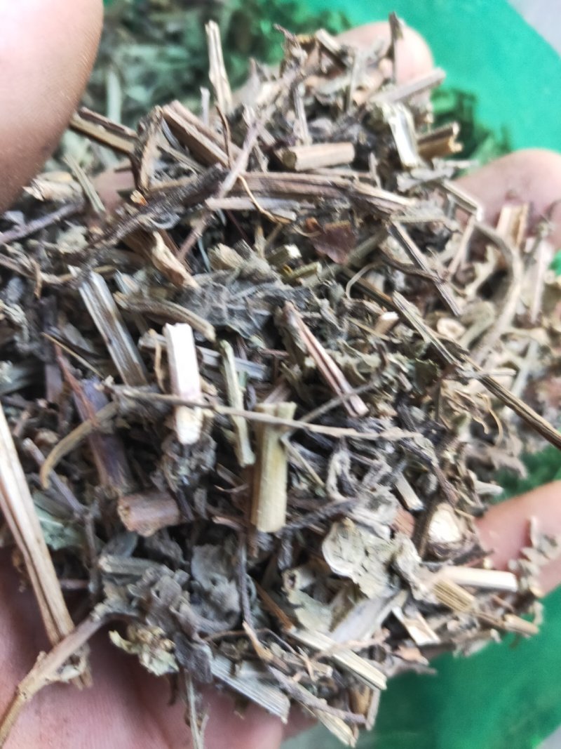 马鞭草铁马鞭产地量大货好实在难找