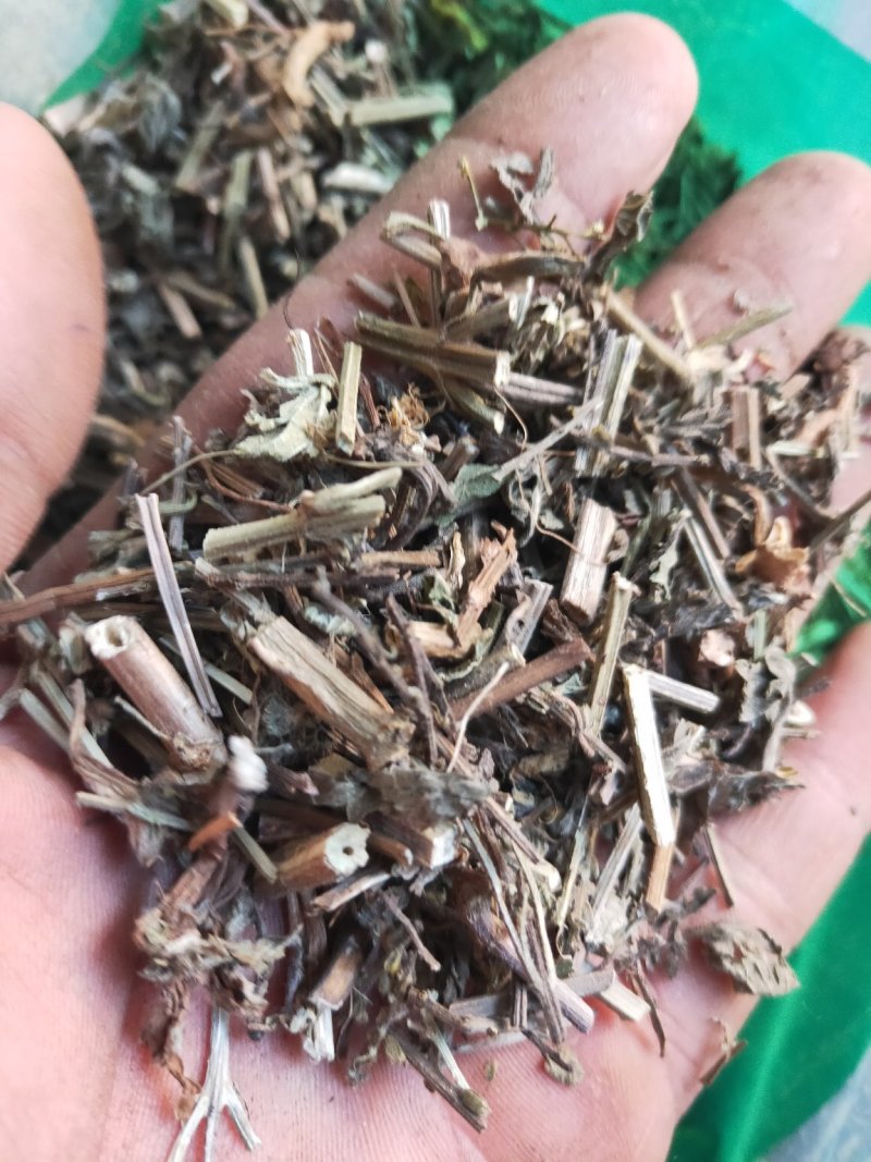 马鞭草铁马鞭产地量大货好实在难找