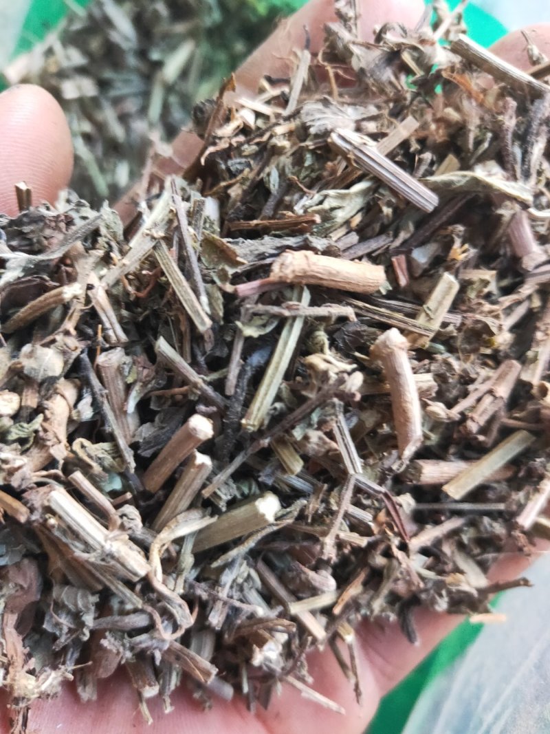 马鞭草铁马鞭产地量大货好实在难找