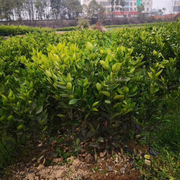 大果型冰糖橙苗，量大从优