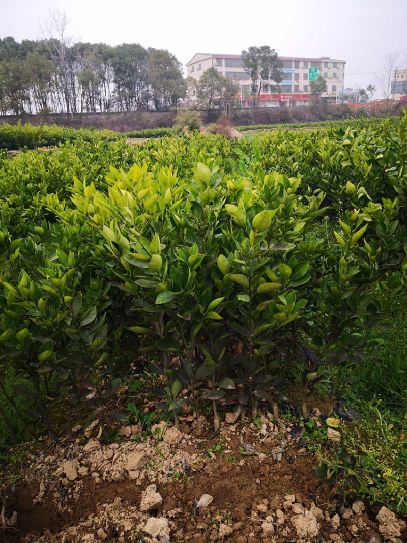 大果型冰糖橙苗，量大从优