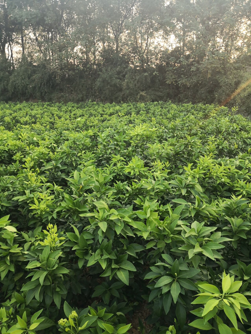长期出售红美人柑橘苗（媛媛28，媛媛38）量大从优