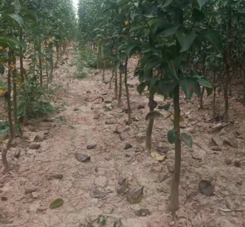 河南梨树苗嫁接秋月，酥翠，晚秋精心嫁接定植栽培见果采接穗