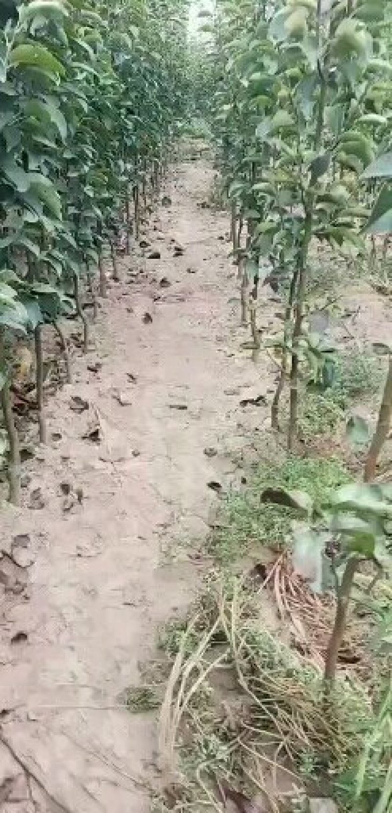 河南梨树苗嫁接秋月，酥翠，晚秋精心嫁接定植栽培见果采接穗