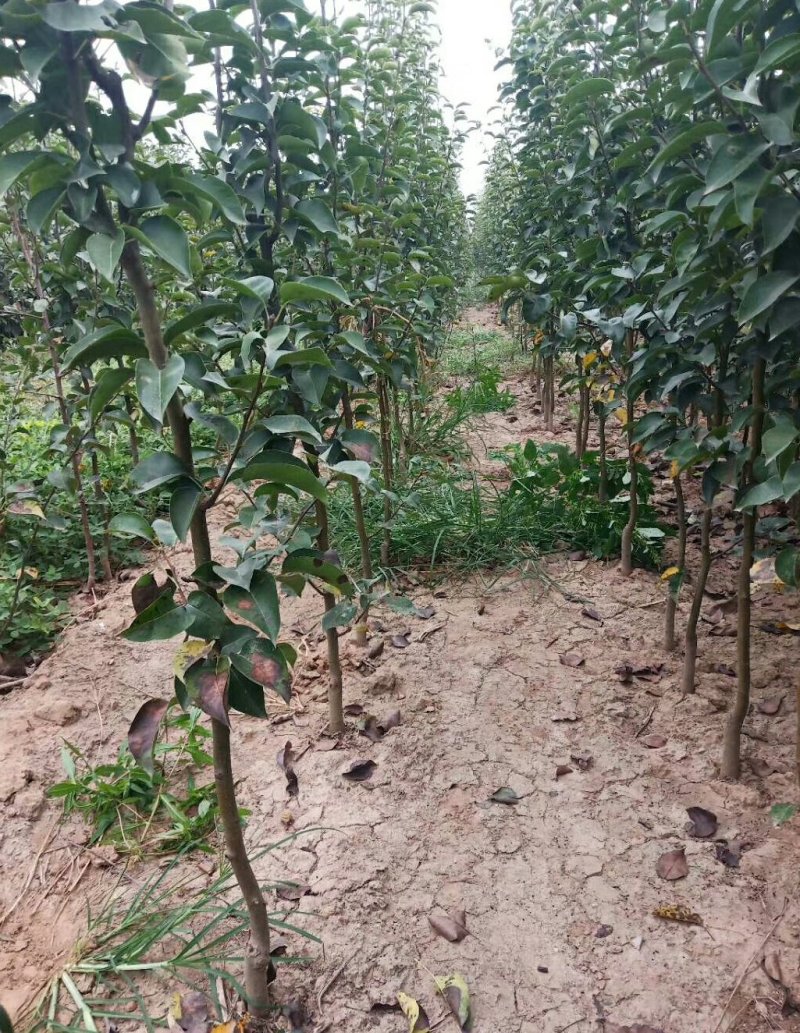 河南梨树苗嫁接秋月，酥翠，晚秋精心嫁接定植栽培见果采接穗