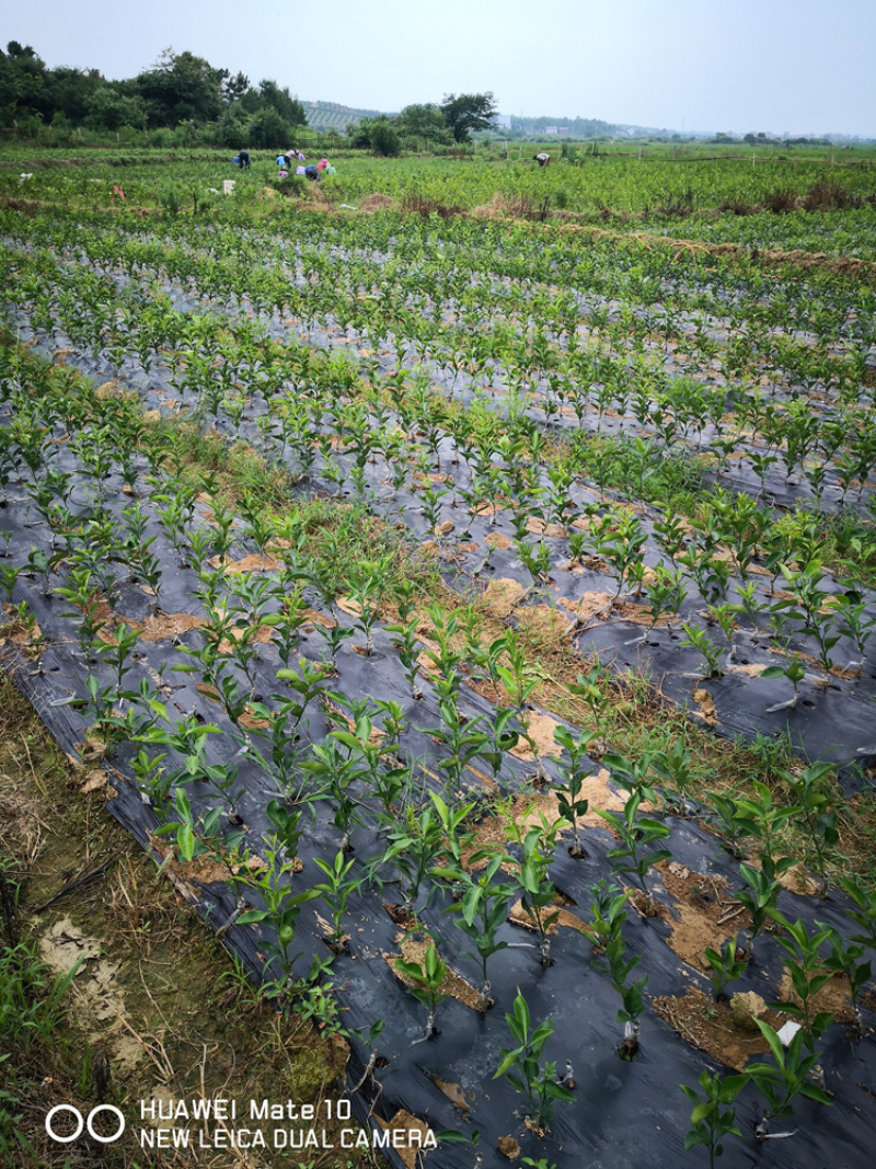 苗木基地明日见柑橘苗，量大从优，保质保量