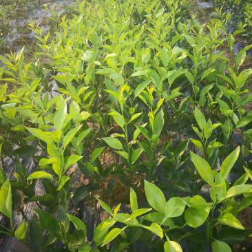 苗木基地明日见柑橘苗，量大从优，保质保量