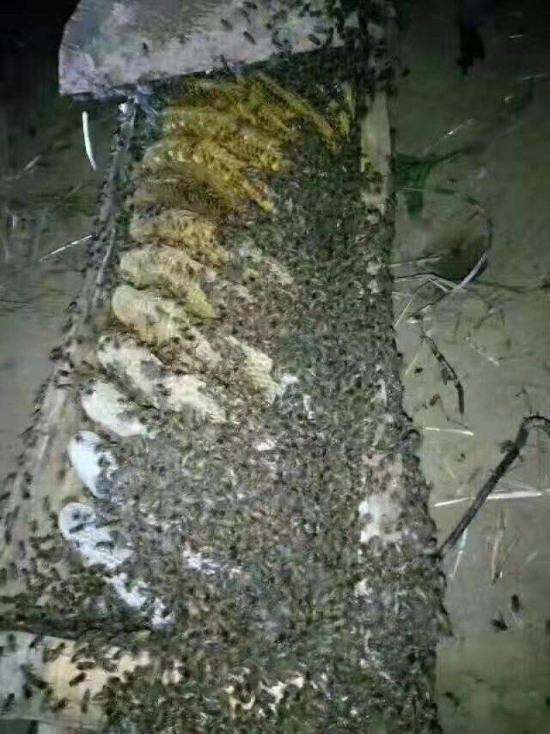 陇南徽县深山林区土蜂蜜