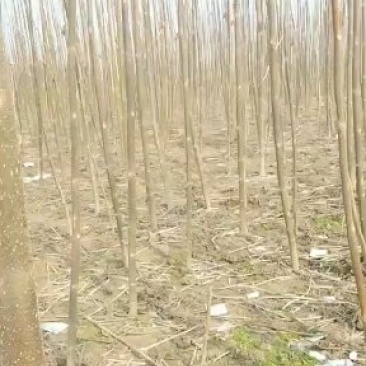 泡桐树