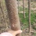 泡桐树