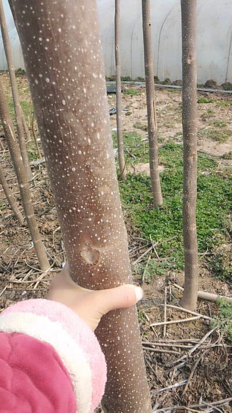 泡桐树