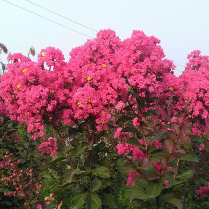 江苏紫薇苗红火箭红花紫薇天鹅绒紫薇苗规格全价优