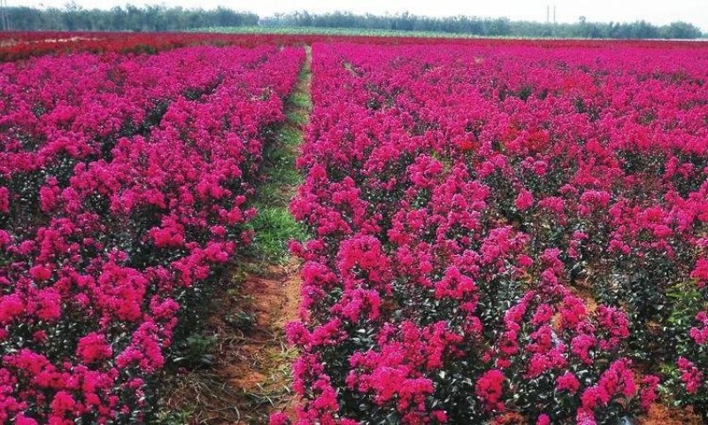 江苏紫薇苗红火箭红花紫薇天鹅绒紫薇苗规格全价优