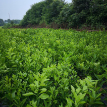 大果型红肉脐橙苗，量大从优，需要的