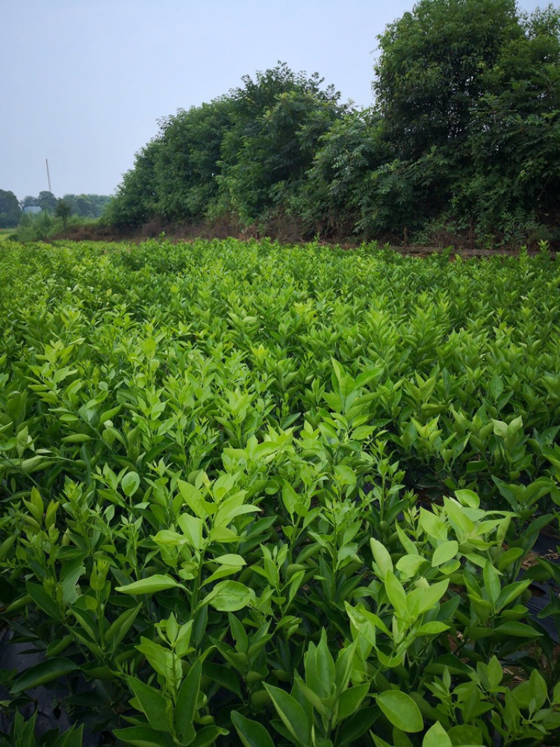 大果型红肉脐橙苗，量大从优，需要的联系