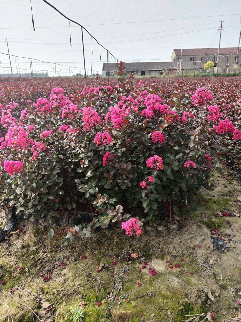 江苏紫薇苗红火箭红花紫薇天鹅绒紫薇苗规格全价优