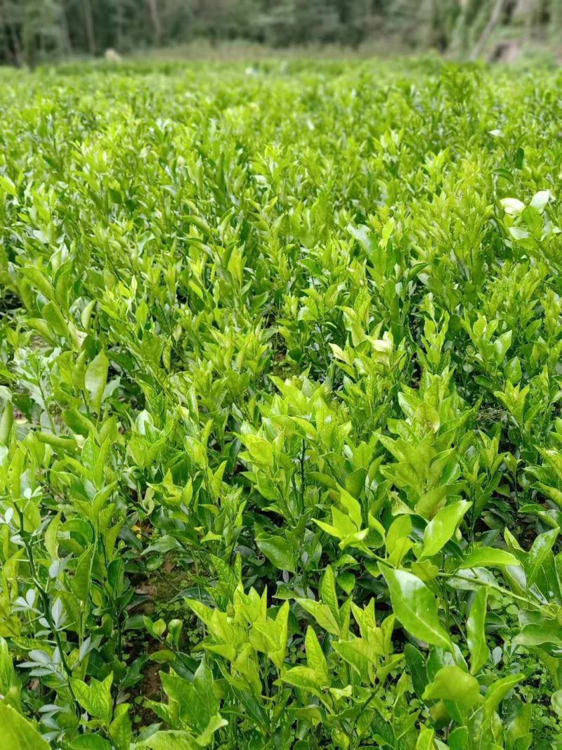 不知火柑桔苗丑橘苗品种保证成活率高基地现挖现发一手货源