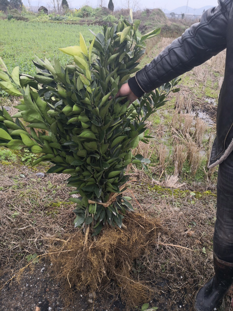 基地大果型纽荷尔脐橙苗，保质保量，量大从优