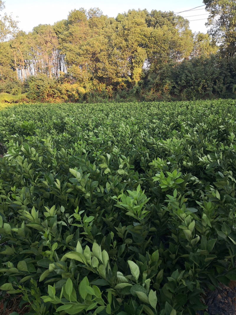 基地大果型纽荷尔脐橙苗，保质保量，量大从优