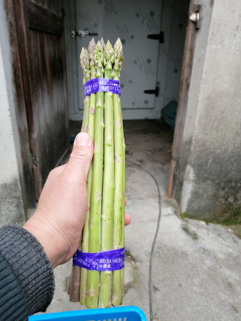 芦笋新鲜芦笋长兴芦笋精品芦笋大芦笋绿芦笋
