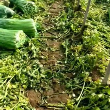 芹菜