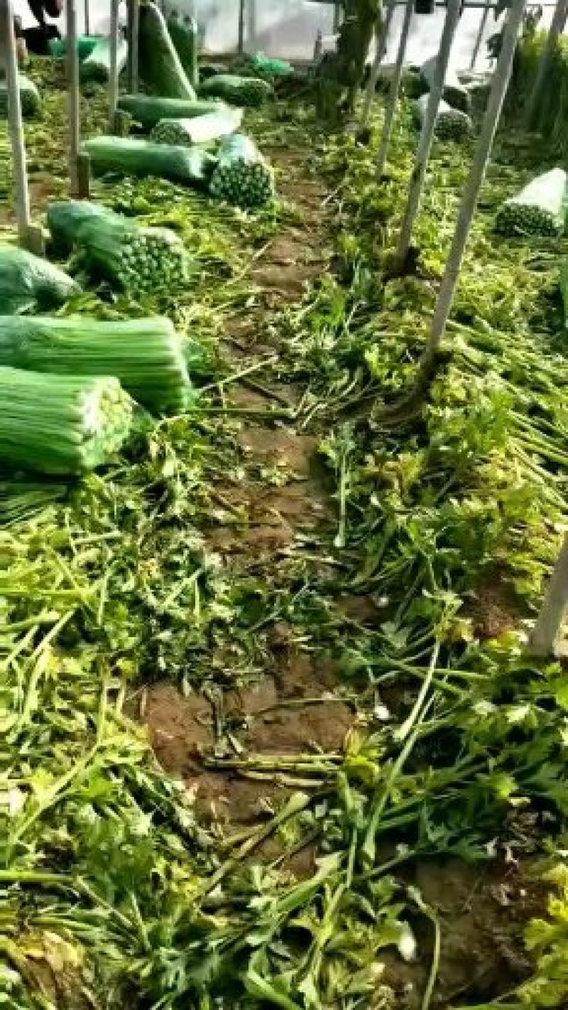芹菜