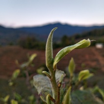 云南临沧纯生态普洱茶