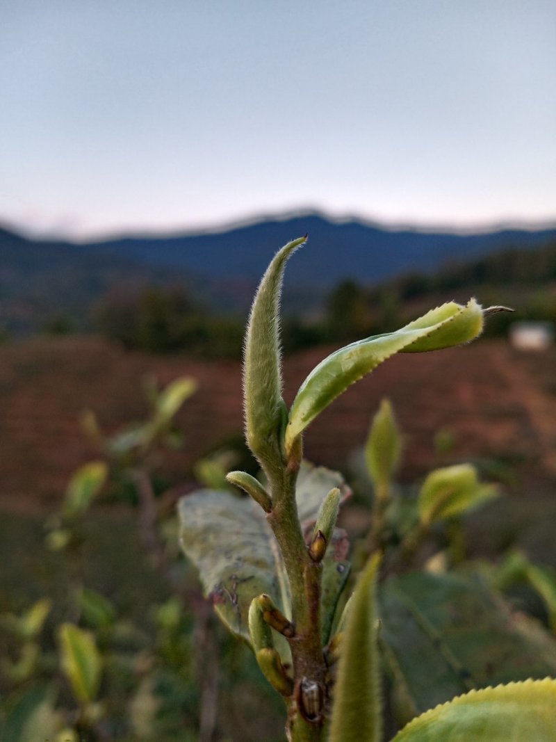 云南临沧纯生态普洱茶